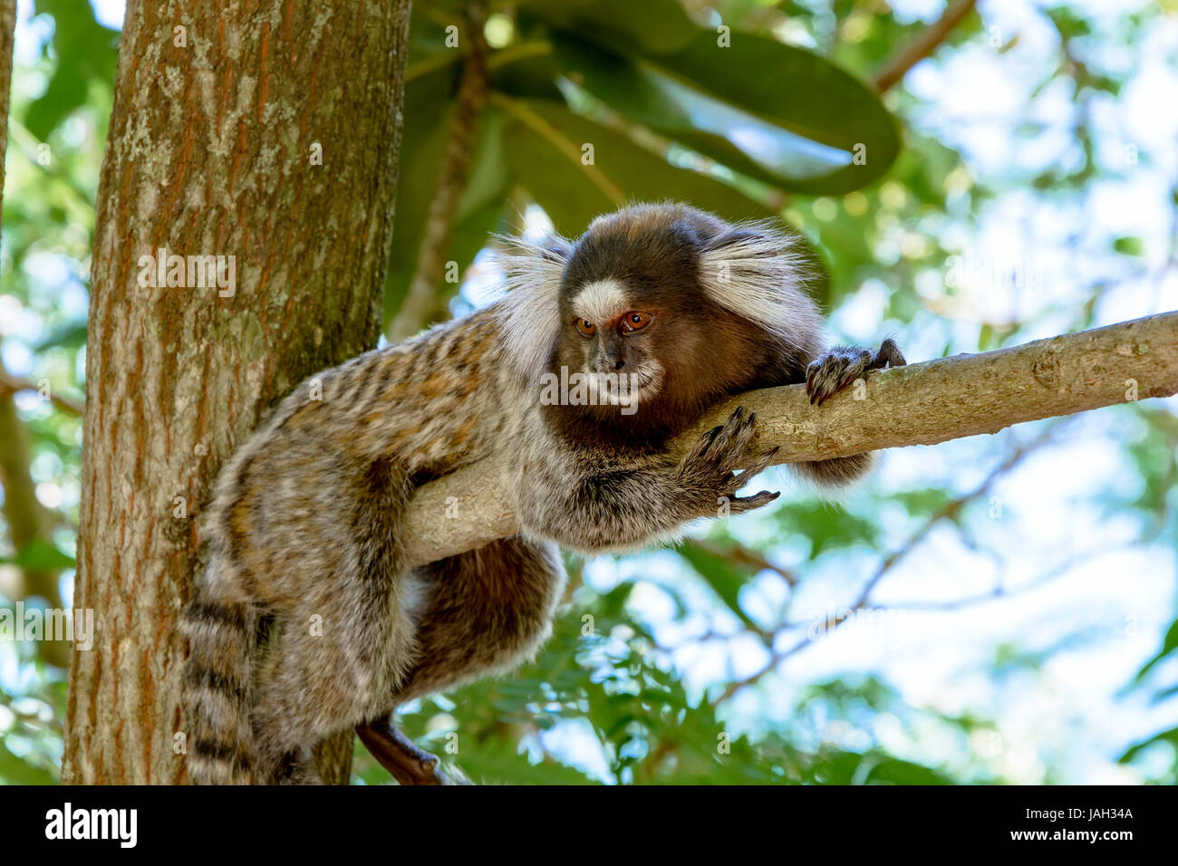 Monkey lying on the branch of a treE in Rio de Janeiro forest Stock Photo