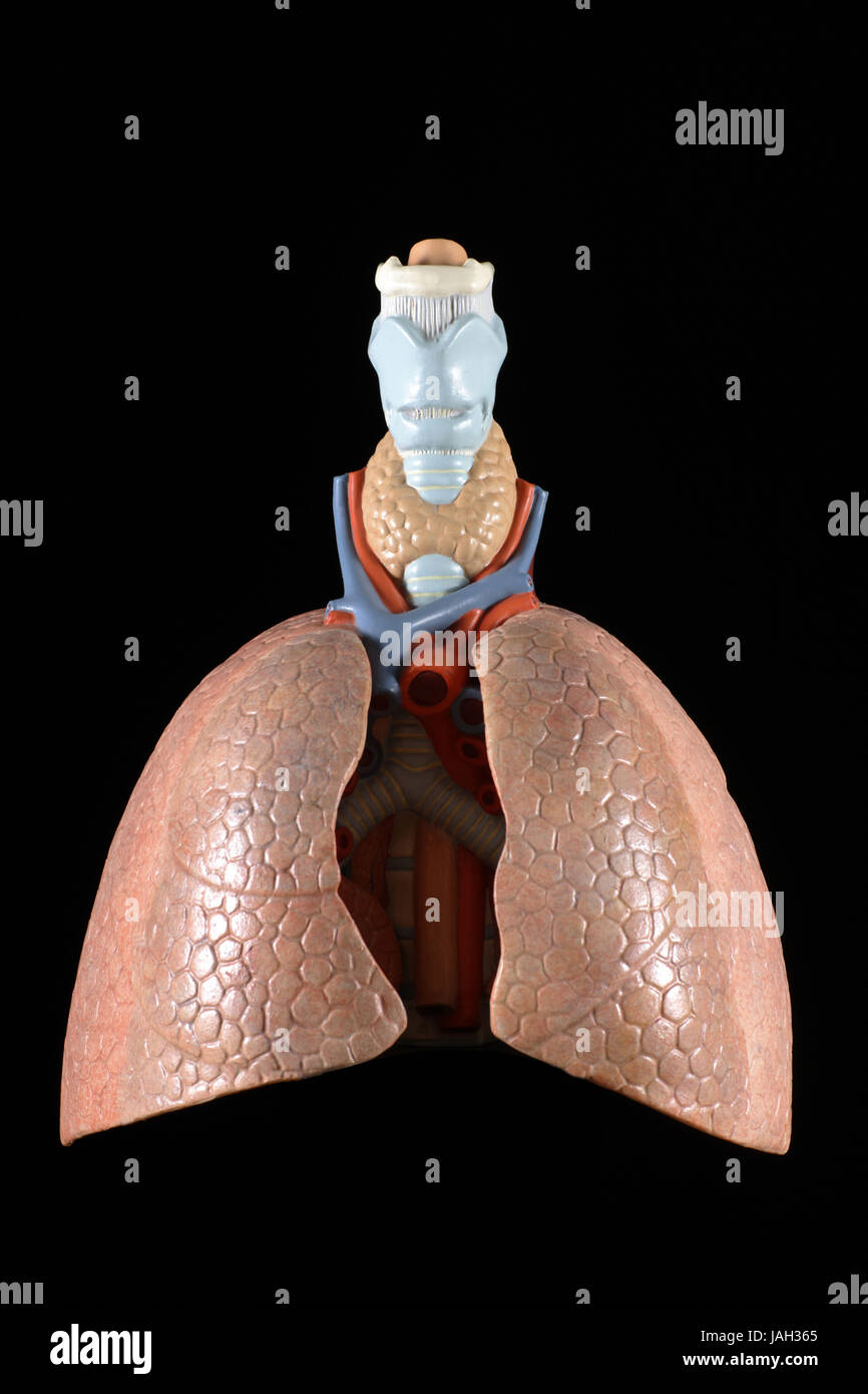 Anatomical model of the lung, Stock Photo