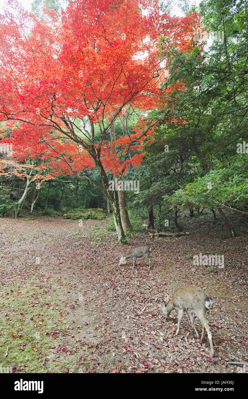 Japan,Miyajima island,Omoto park,venisons,trees,autumn foliage, Stock Photo