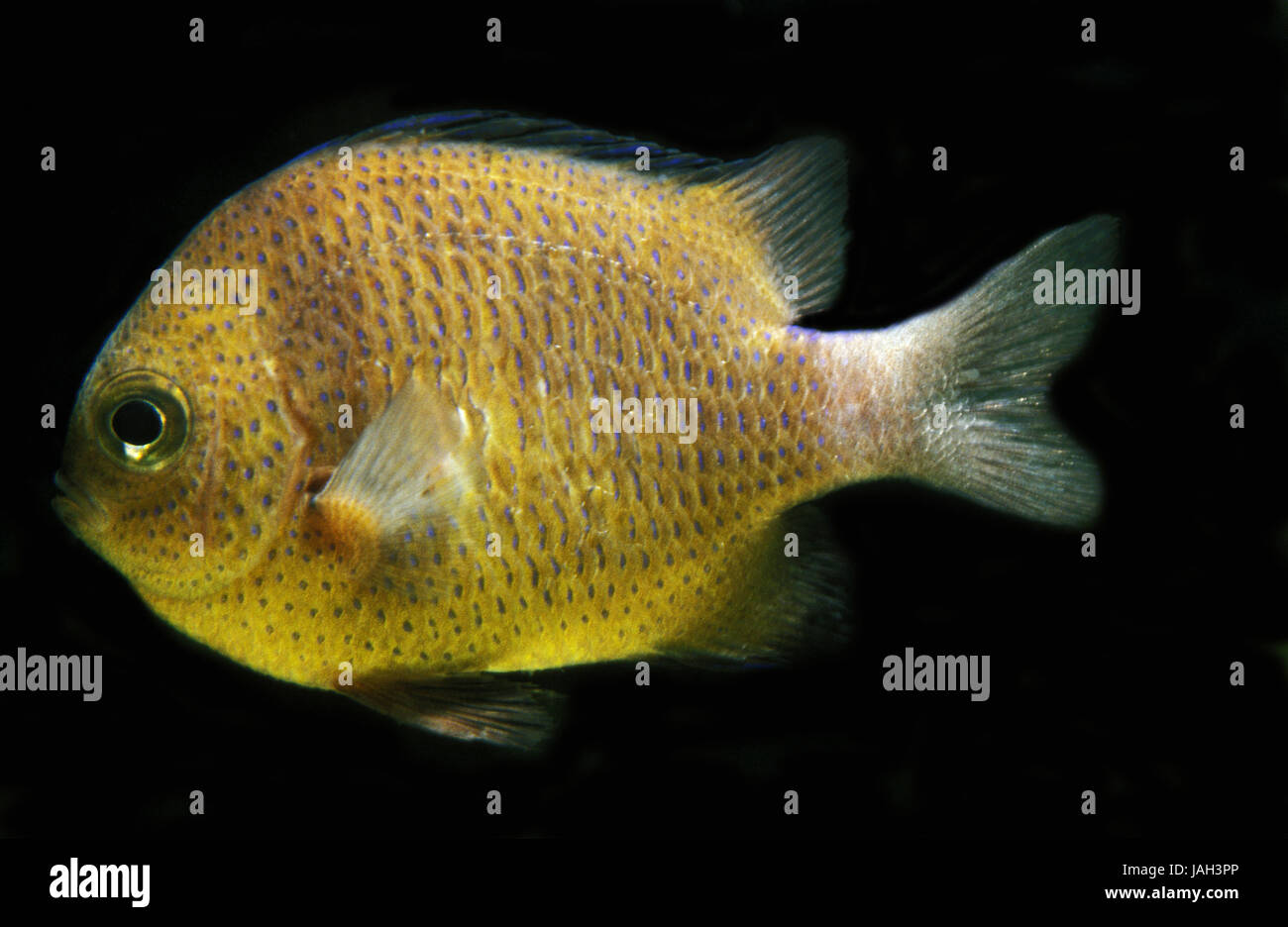 NetworkPrussia fish,Dascyllus reticulatus,adult animal Stock Photo Alamy