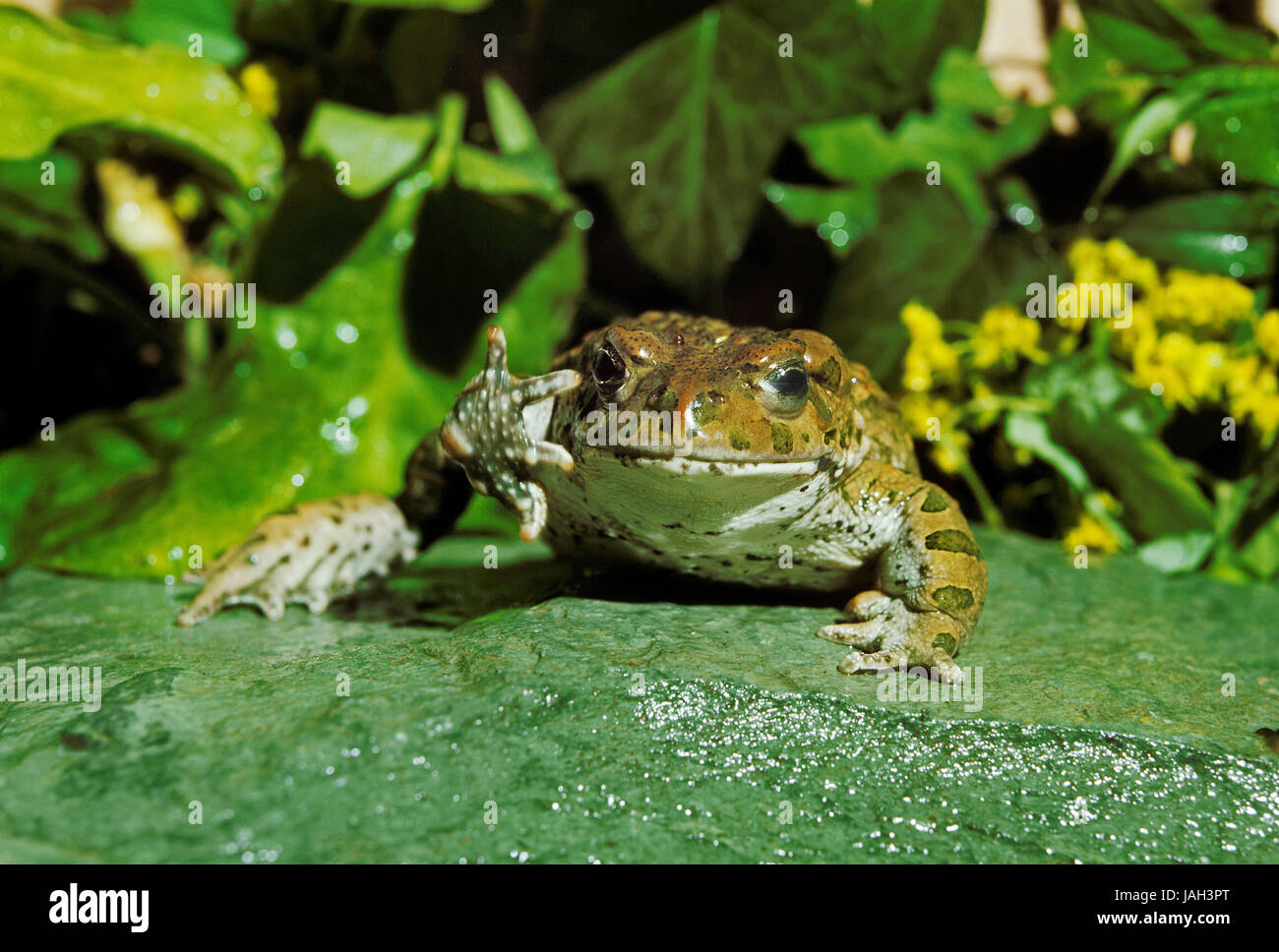 Change toad or green toad,Bufo viridis,adult animal, Stock Photo