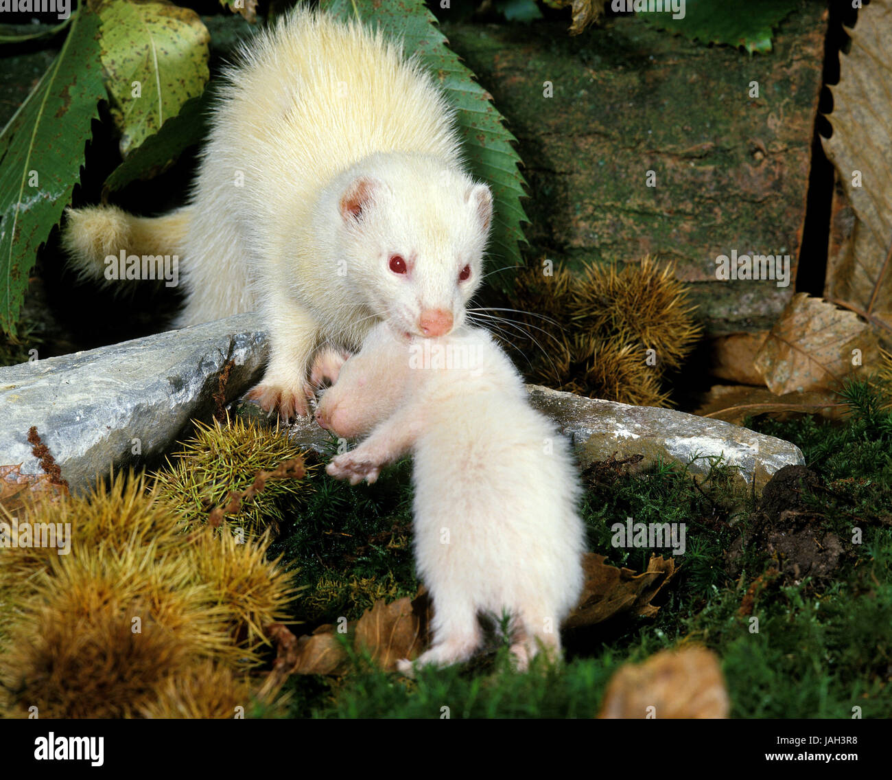 Ferret or ferret,Mustela putorius furo,females,carry,young animal, Stock Photo