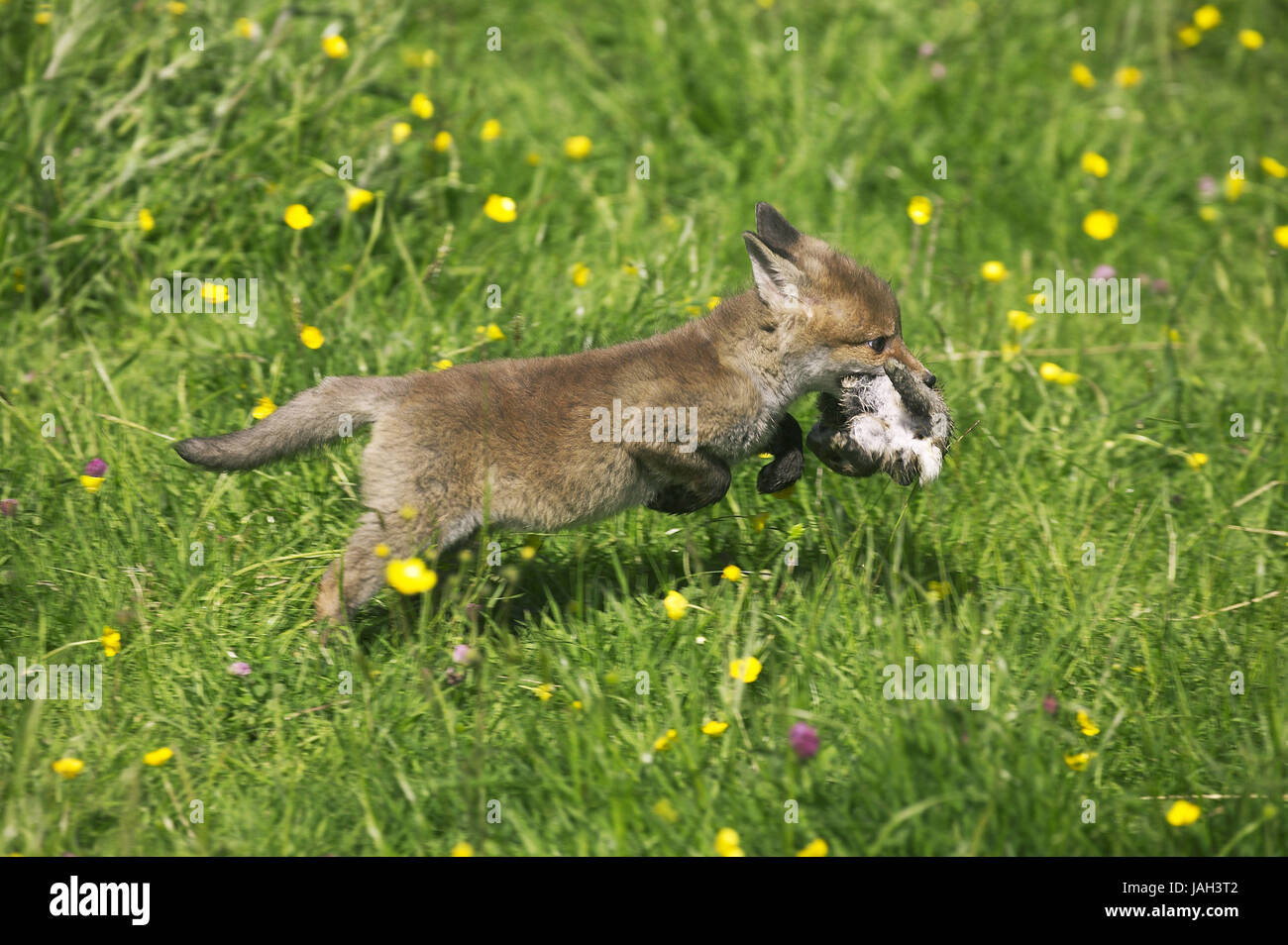 Rabbit and fox hi-res stock photography and images - Alamy