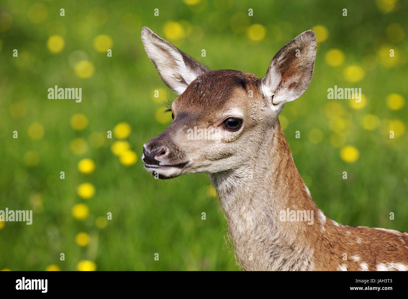 Red deer,Cervus elaphus,fawn,yellow flowers,Normandy, Stock Photo