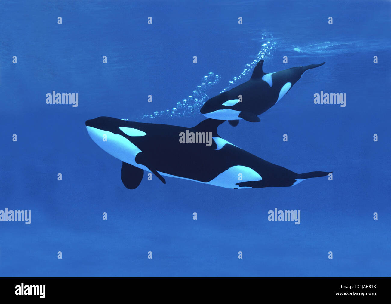 Big killer whale,Orcinus orca,Orca,killer whale or murderer's whale,mother animal,calf, Stock Photo