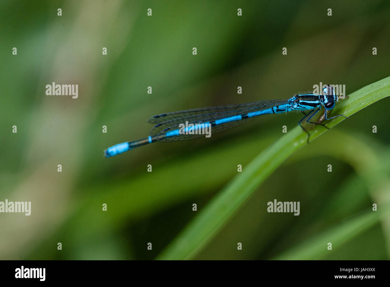 Blue damselfly sitting on a green leaf Stock Photo - Alamy