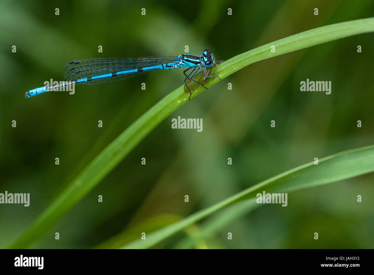 Blue damselfly sitting on a green leaf Stock Photo - Alamy