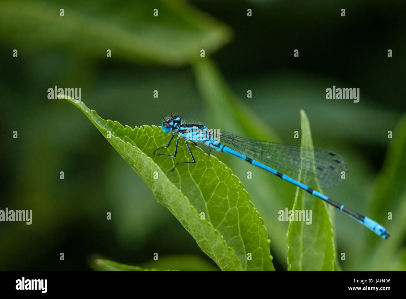Blue damselfly sitting on a green leaf Stock Photo - Alamy
