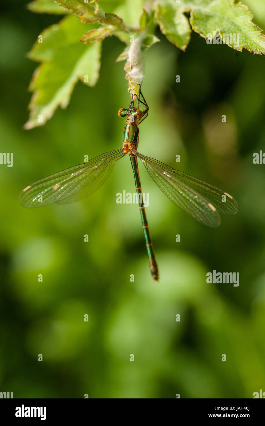 Green damselfly sitting on a green leaf Stock Photo - Alamy