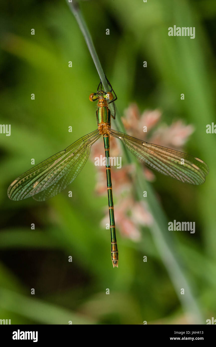 Green damselfly sitting on a green leaf Stock Photo - Alamy