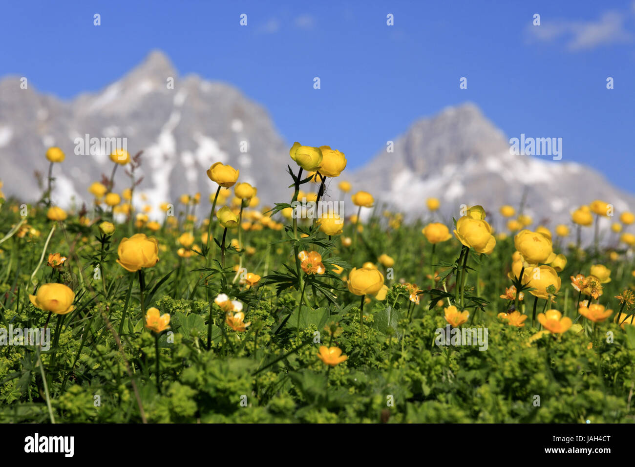Austria,Tyrol,Karwendelgebirge,troll flowers,Trollius europaeus,Birkkarspitze, Stock Photo