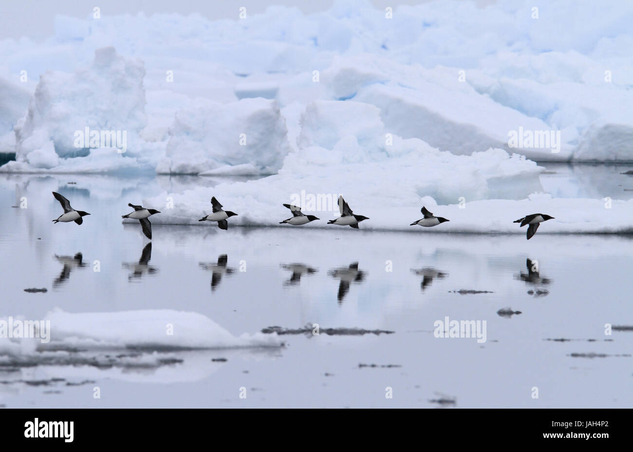 North America,Canada,Nordkanada,Nunavut,Baffin Iceland,Pond,Inlet,Eclipse sound,thick beak guillemots,Brünnichs's Guillemot,Uria lomvia, Stock Photo