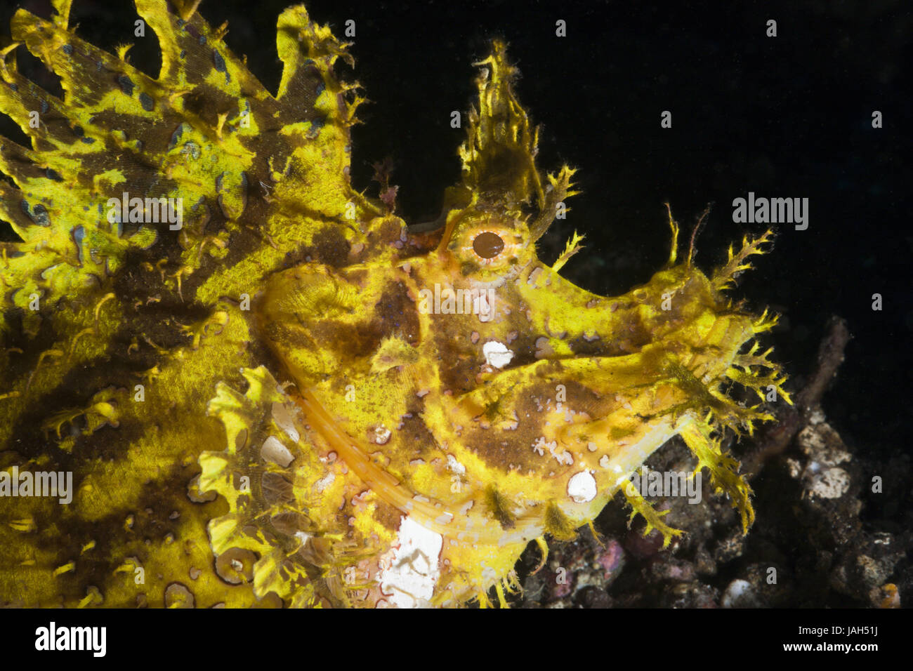 Yellow algae-gulp woodpecker,Rhinopias frondosa,Alam Batu,Bali,Indonesia, Stock Photo