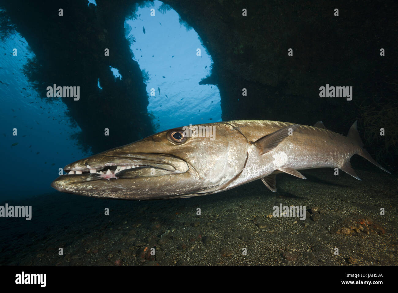 Big barracuda in the Liberty wreck,Tulamben,Bali,Indonesia Stock Photo ...