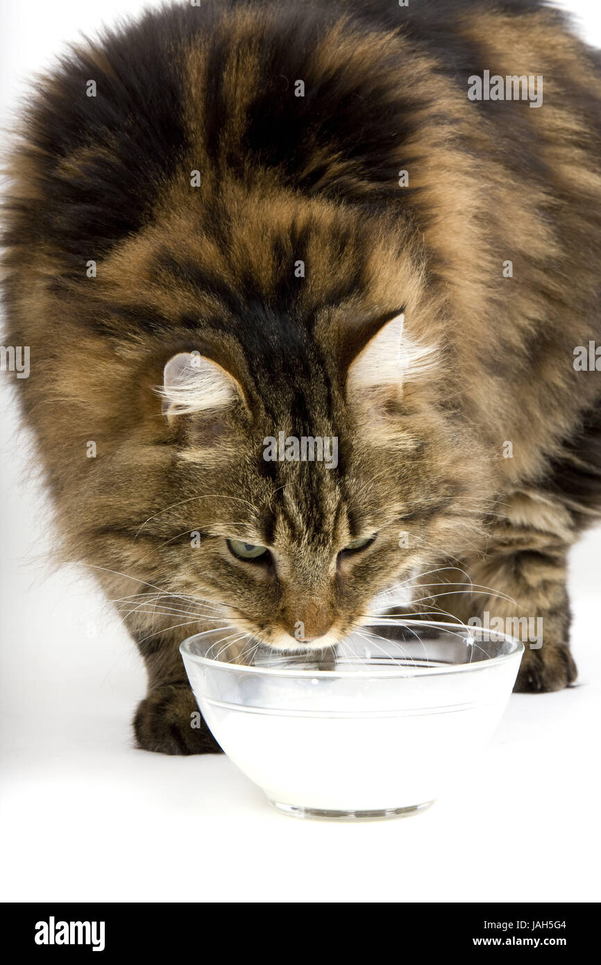Can A Cat Drink Milk From A Dog