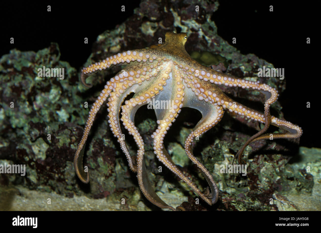Cuttlefish,Octopus sp.,swim,tentacle, Stock Photo