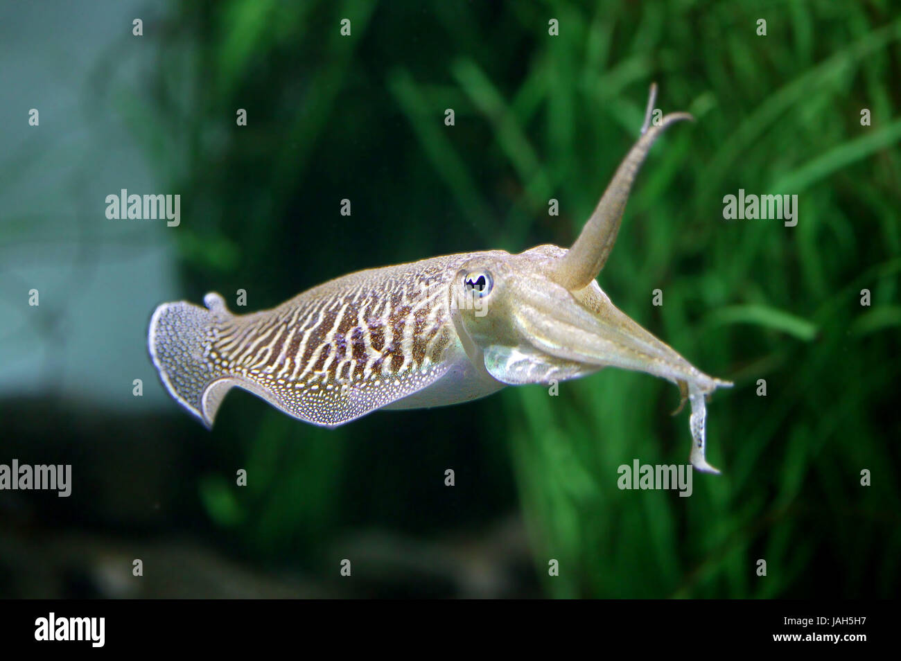 Underwater cuttlefish hi-res stock photography and images - Alamy