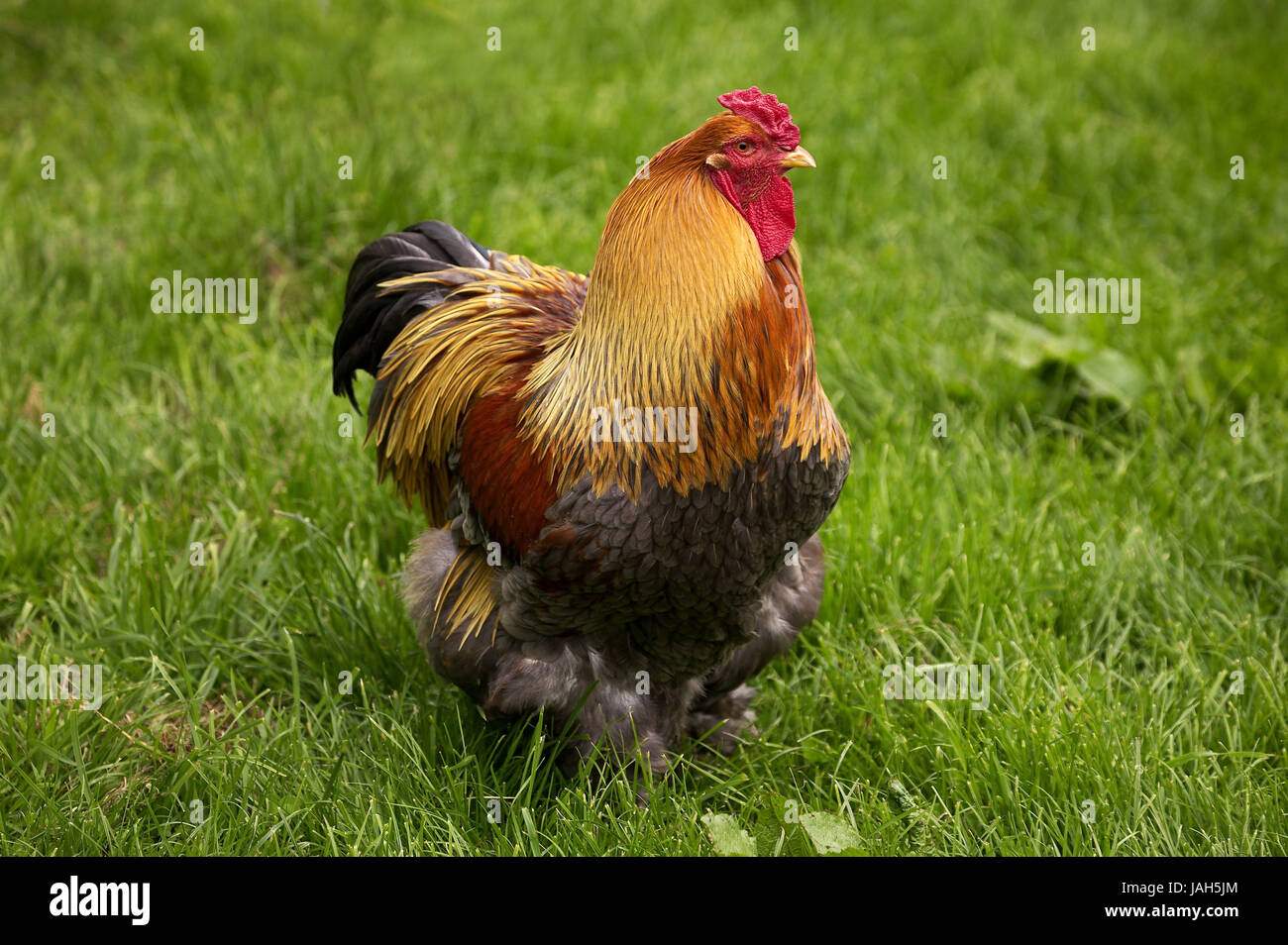 Brahma chickens hi-res stock photography and images - Alamy