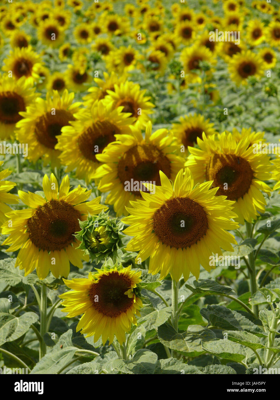 Sunflower field, Stock Photo