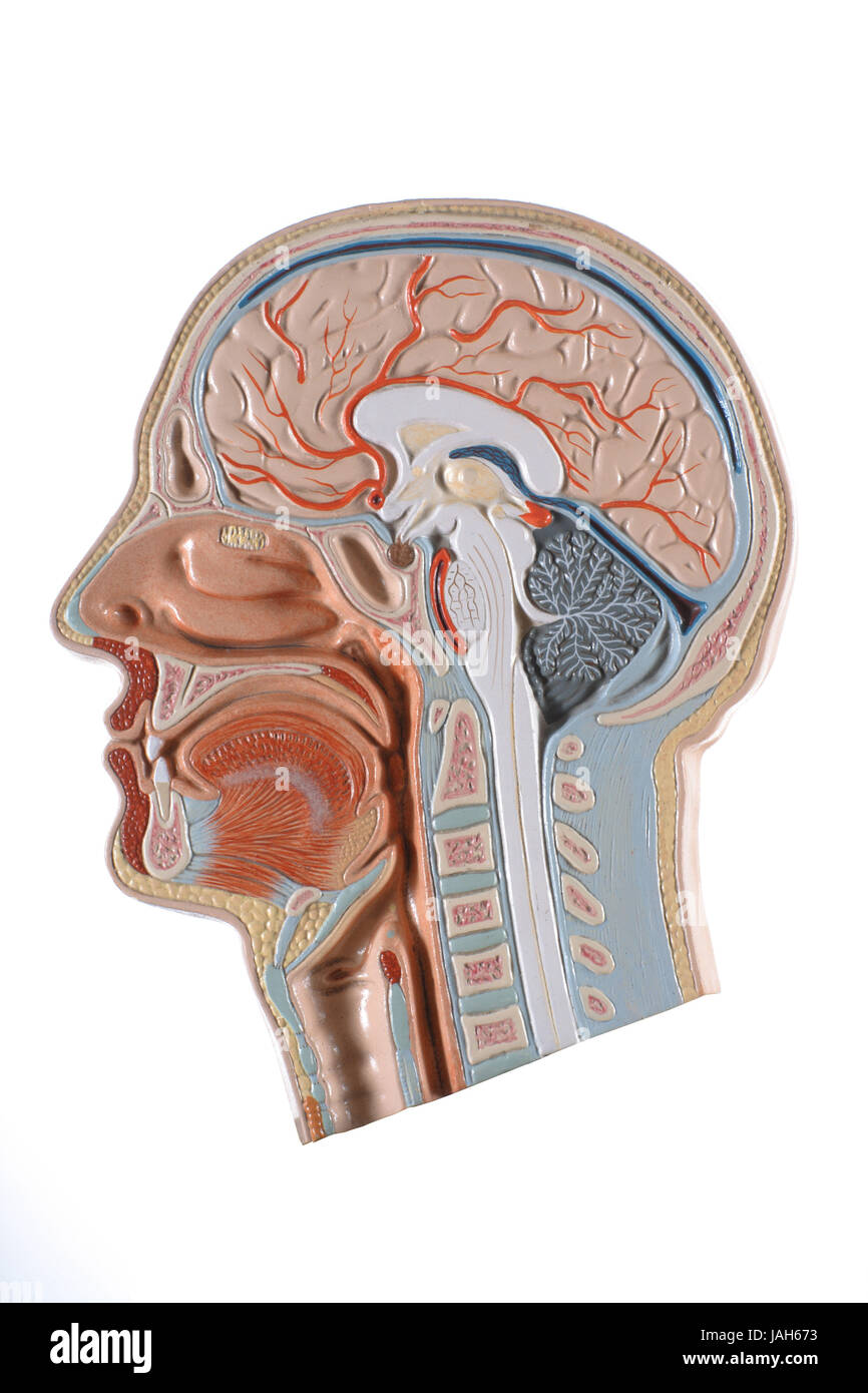 Anatomical model of human head, Stock Photo
