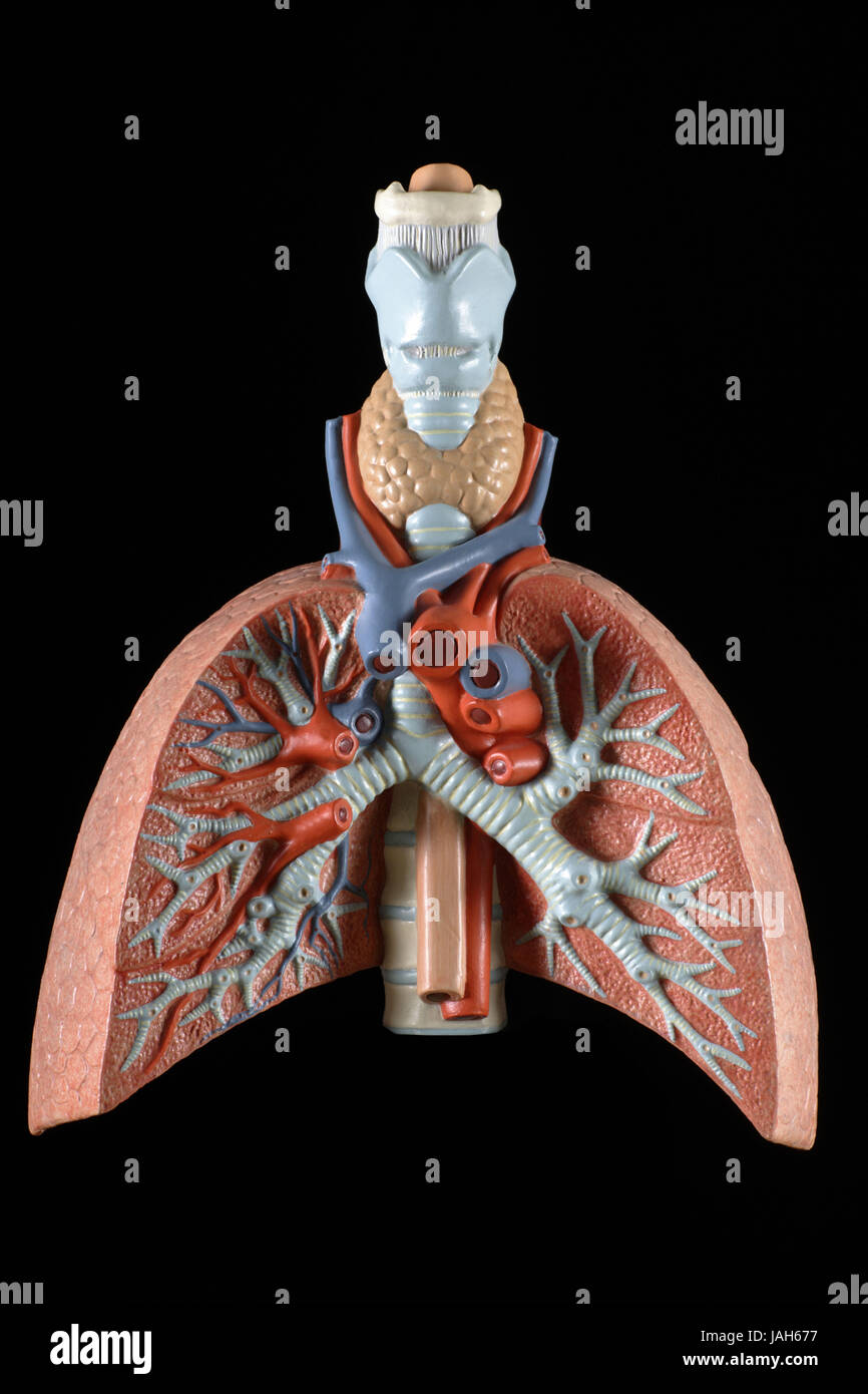 Anatomical model of the lung, Stock Photo