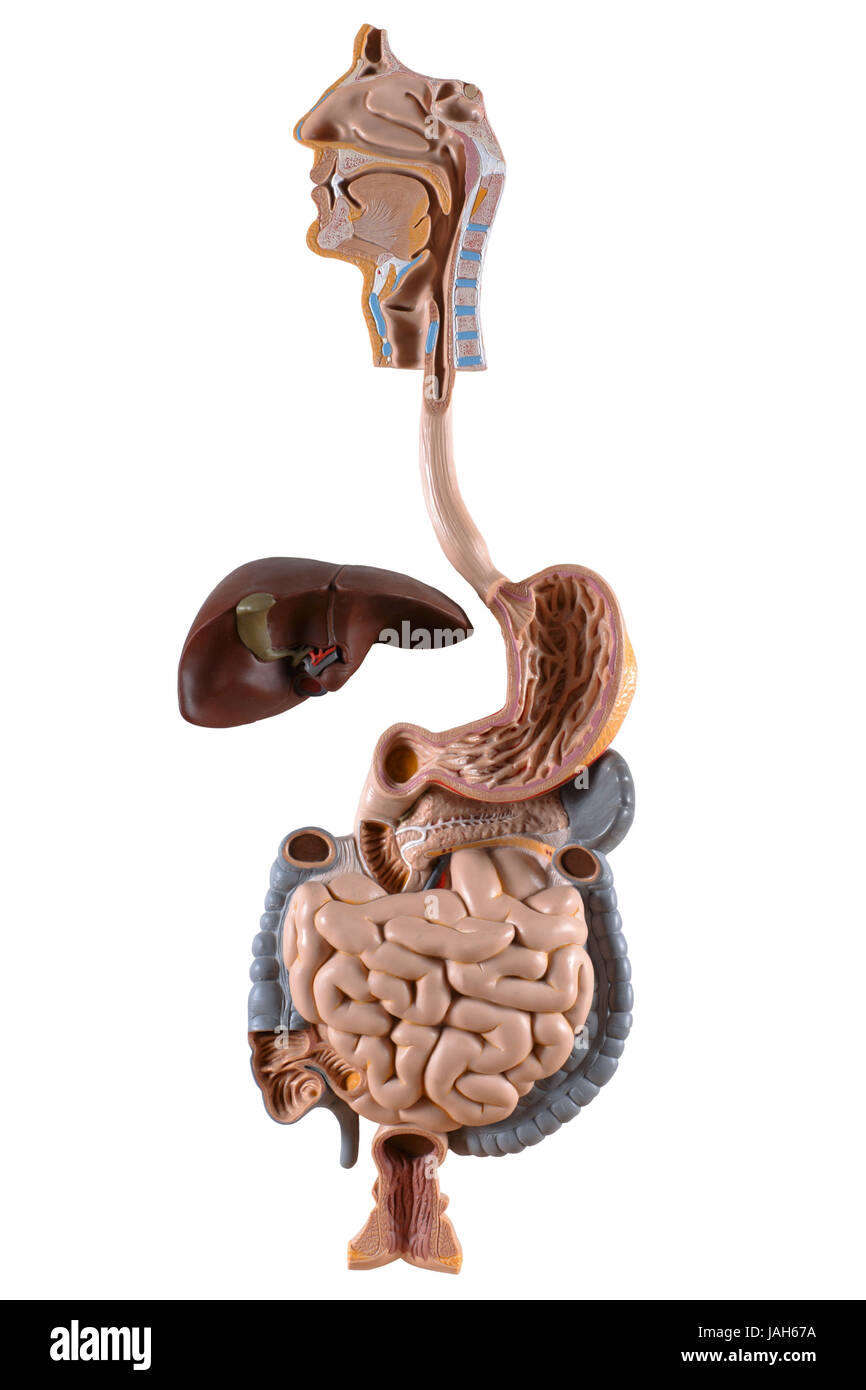 Anatomical model of the digestive tract,liver, Stock Photo
