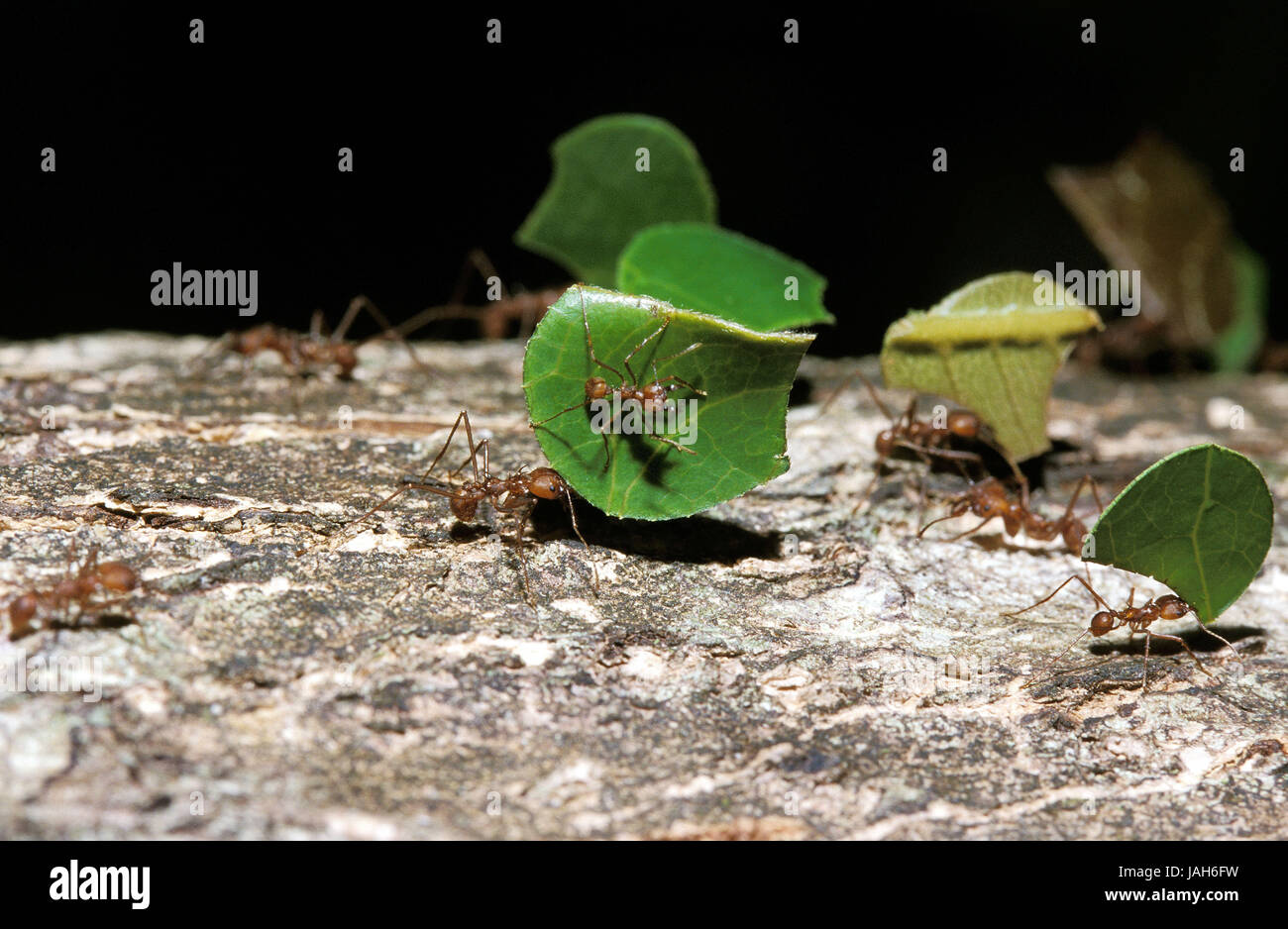Leaf guts ant or Atta,Atta spec.,adult animal,carry,leaf part,ant heap,Costa Rica, Stock Photo