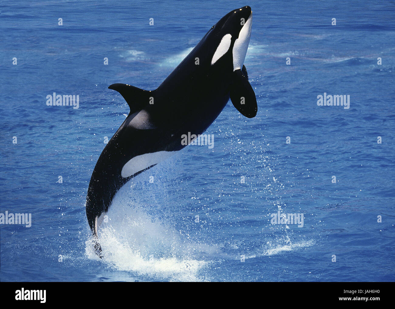 Big killer whale,Orcinus orca,Orca,killer whale or murderer's whale,adult animal,jump, Stock Photo