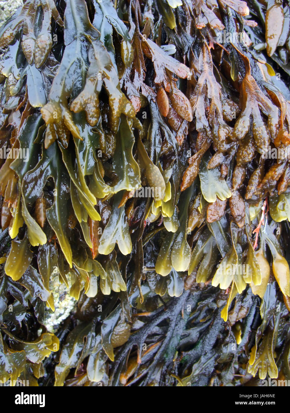Alge Plus Rocks Algae overgrown rock formation hi-res stock photography and images - Alamy