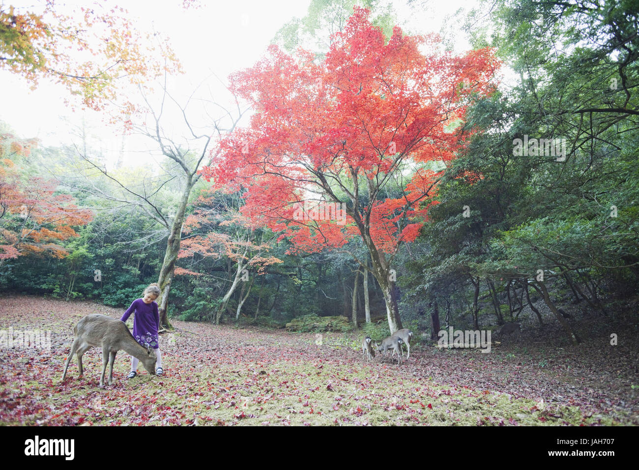 Japan,Miyajima island,Omoto park,venisons,child,trees,autumn foliage, Stock Photo