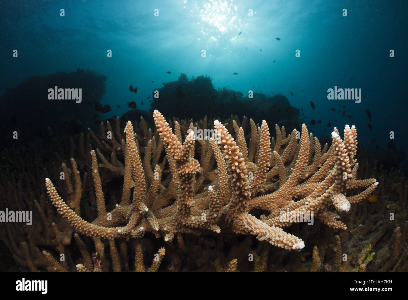 Big antler coral,Acropora robusta,Alam Batu,Bali,Indonesia, Stock Photo