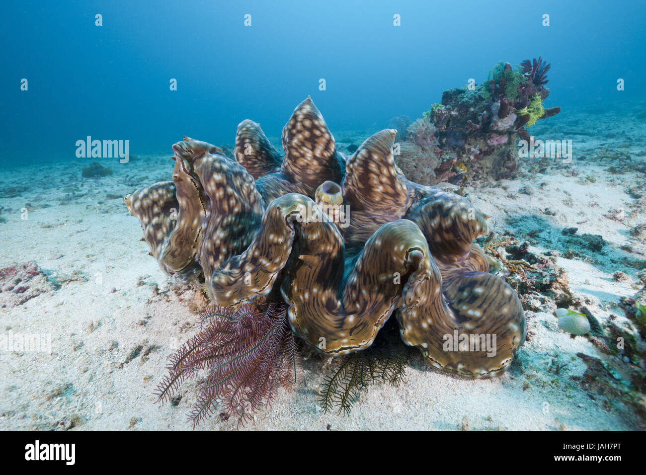 Big murderer's mussel,Tridacna squamosa,Amed,Bali,Indonesia, Stock Photo