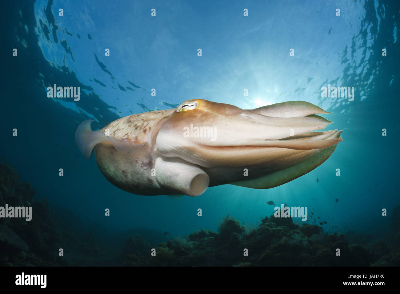 Wide haunch cuttlefish,cuttlefish latimanus,Alam Batu,Bali,Indonesia ...
