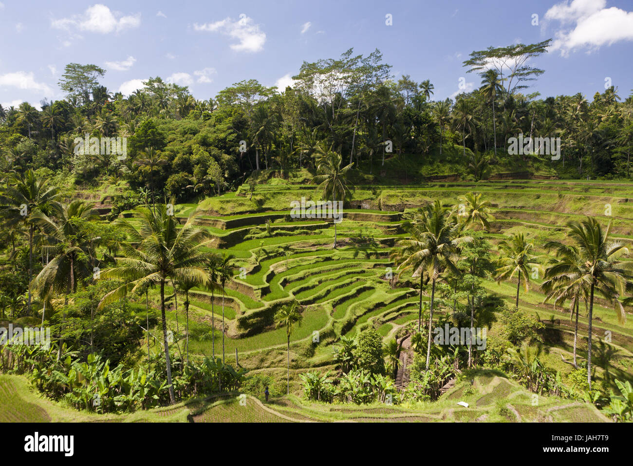 Rice terraces with Tegalalang,Oryza,Bali,Indonesia Stock Photo - Alamy