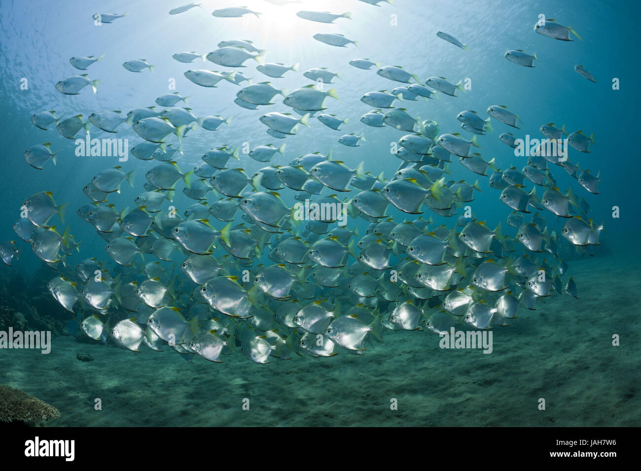 Dream silver fin leaves,Monodactylus argenteus,Amed,Bali,Indonesia, Stock Photo