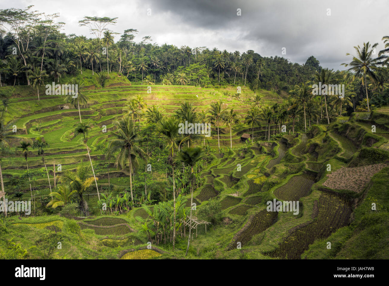 Rice terraces with Tegalalang,Oryza,Bali,Indonesia Stock Photo - Alamy