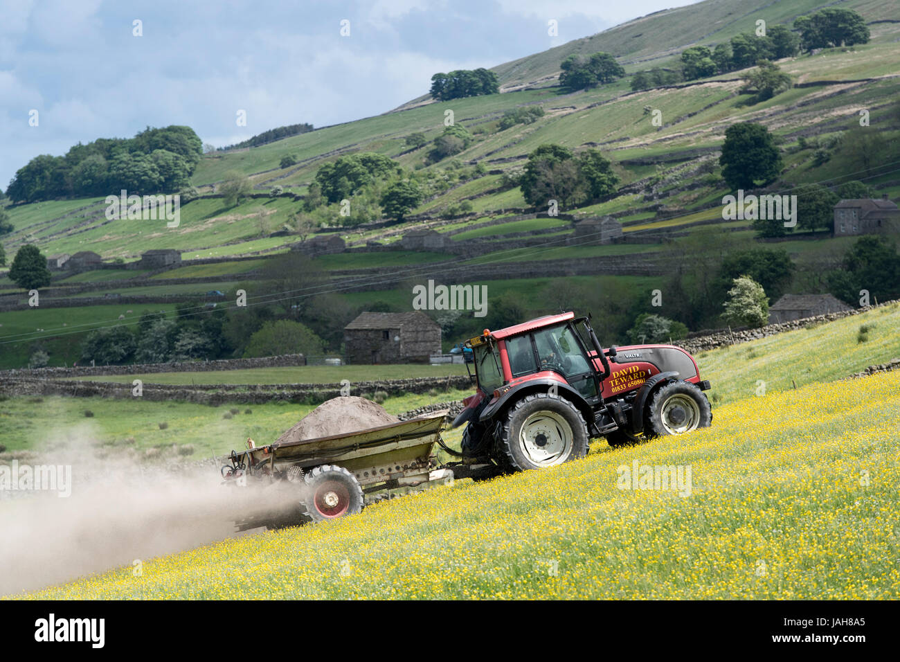 Spreading lime on an Dales dillower meadow to increase the soils fertility. Yorkshire Dales, UK. Stock Photo