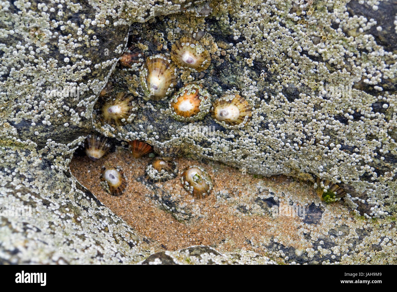 full frame detail of a coastal rock formation with lots of Sessilia in Brittany, France Stock Photo