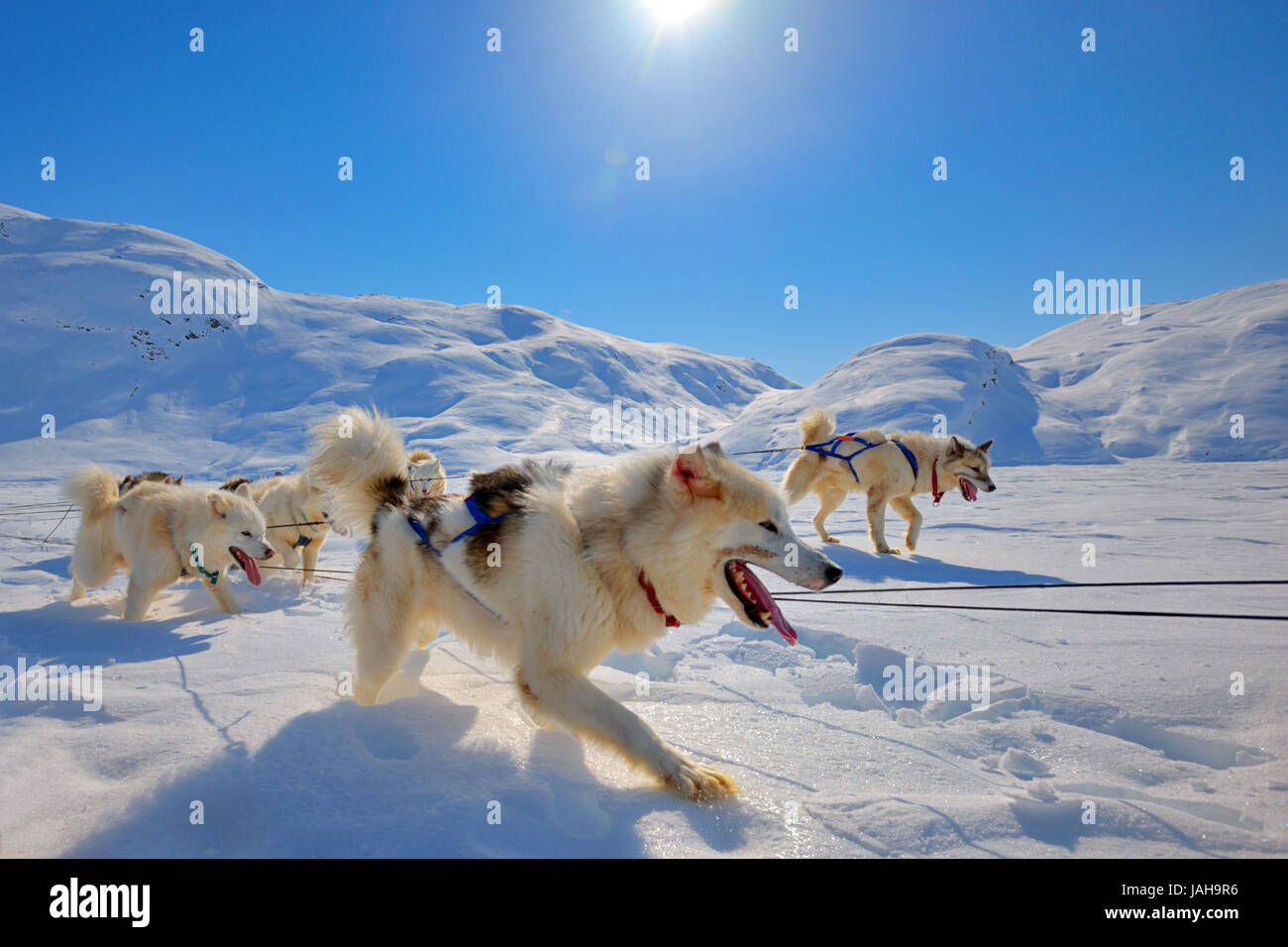 Sled dogs on the pack ice of Greenland Stock Photo - Alamy