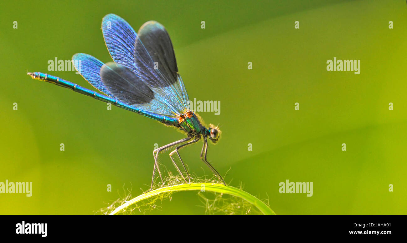 dragon fly on a blade of grass on natural background Stock Photo - Alamy