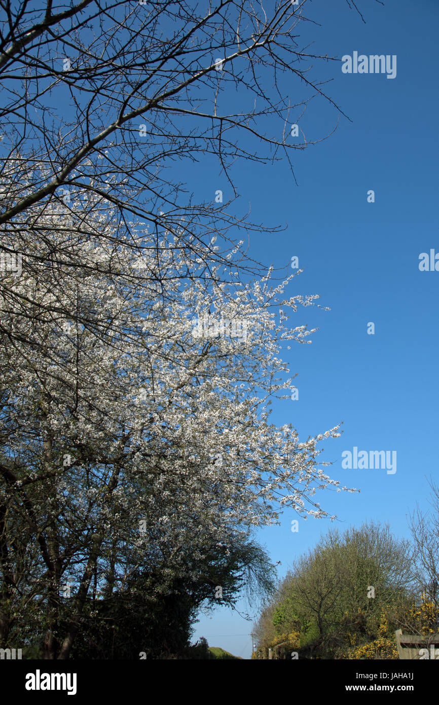 Prunus avium, the wild cherry Stock Photo