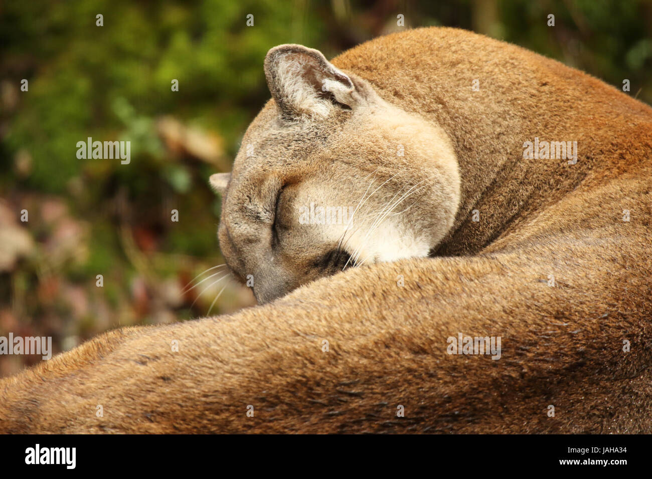 A cougar curled up while grooming. Stock Photo