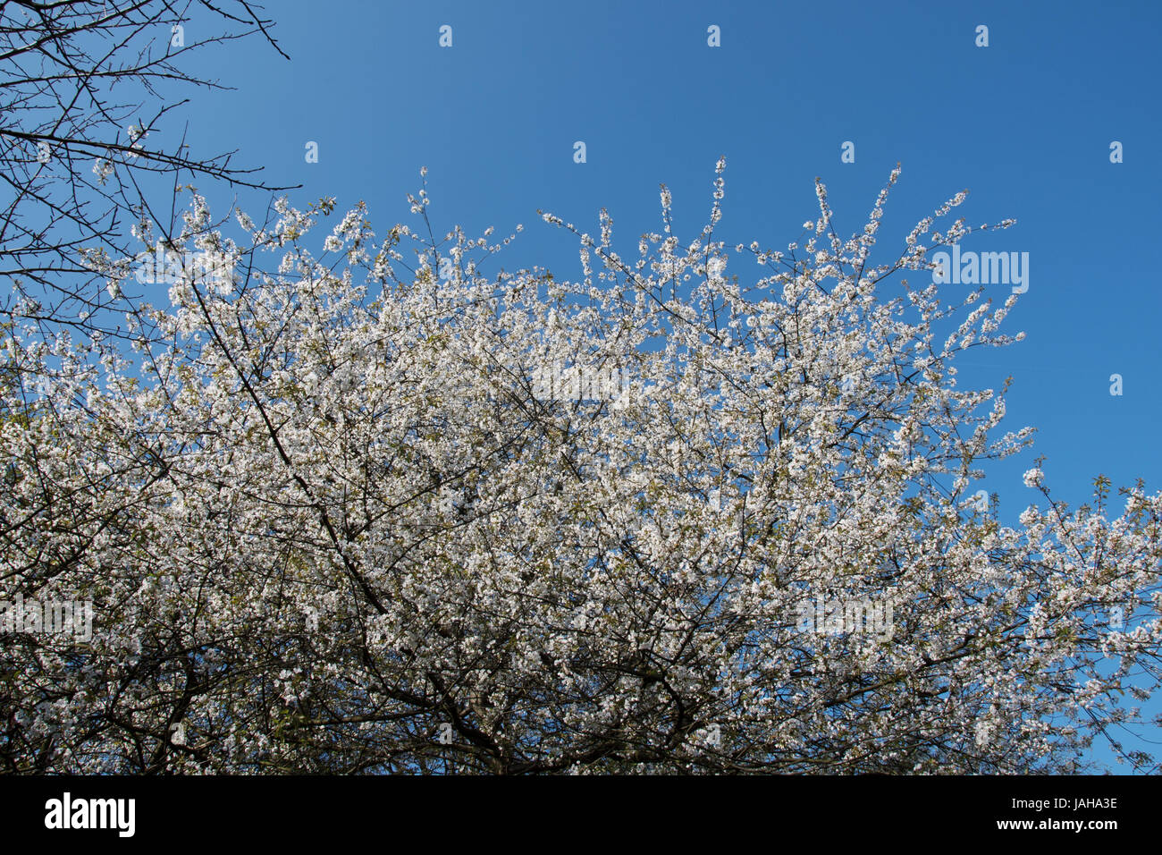Prunus avium, the wild cherry Stock Photo