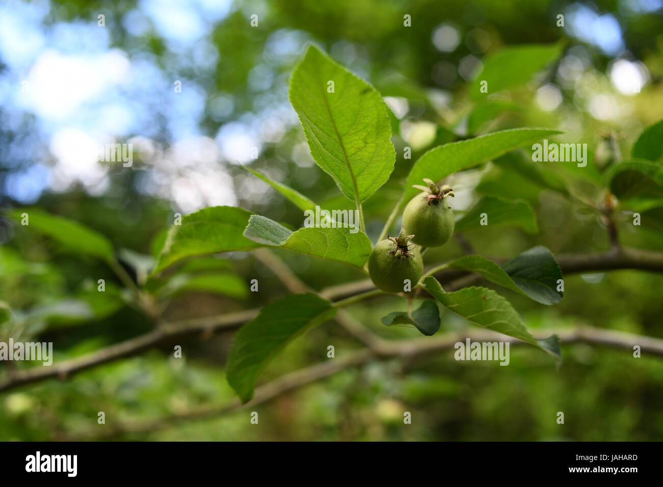 Cooking apple trees with new fruit on Stock Photo Alamy