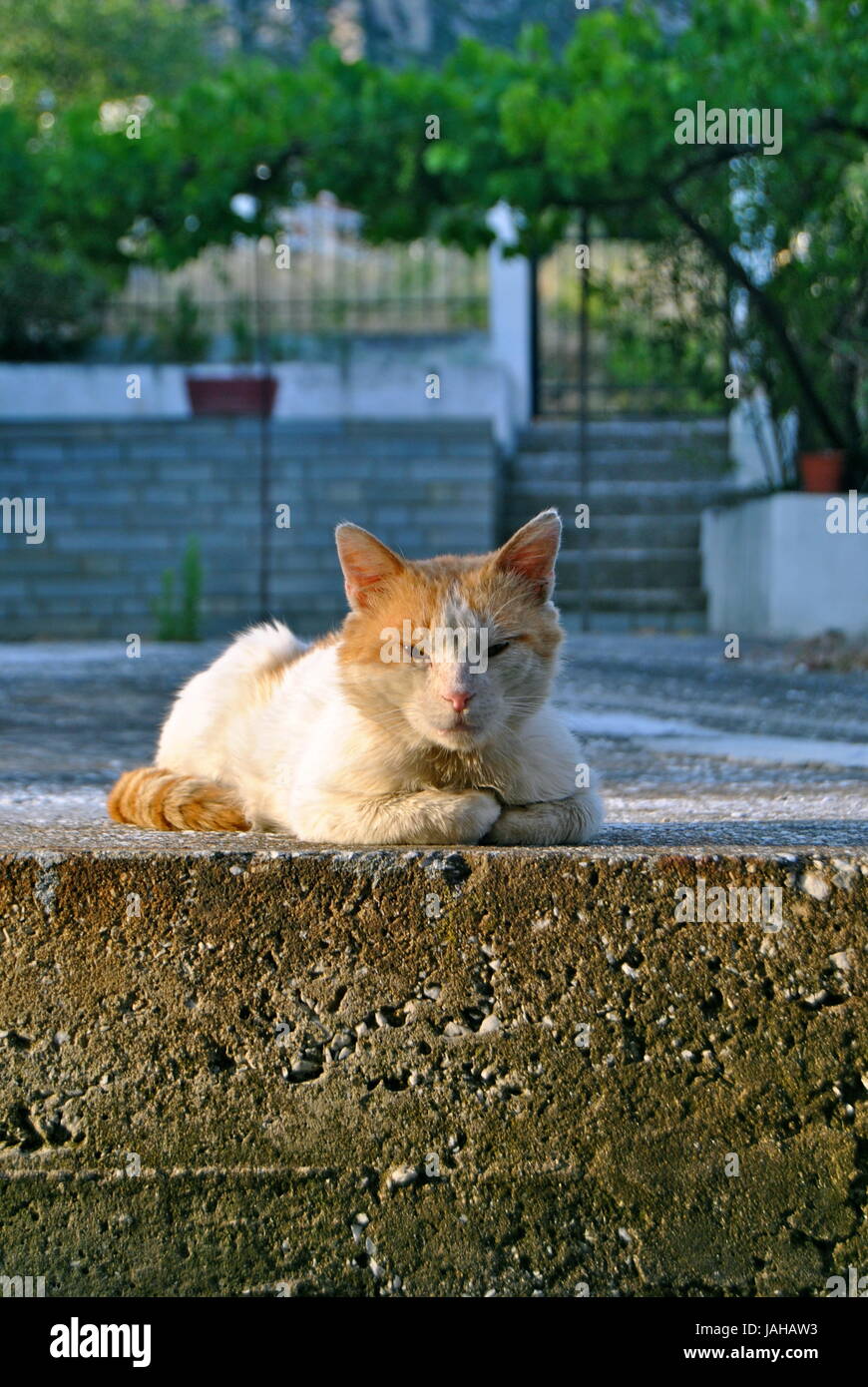 Ginger and white cat, sitting cross legged, Kavala, Greece Stock Photo