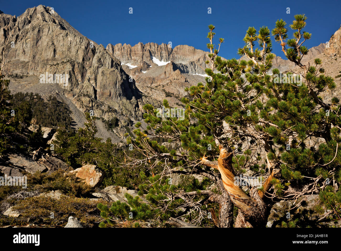CA03285-00...CALIFORNIA - The Palisade Crest at the head of the South Fork Big Pine Creek Valley in the John Muir Wilderness. Stock Photo