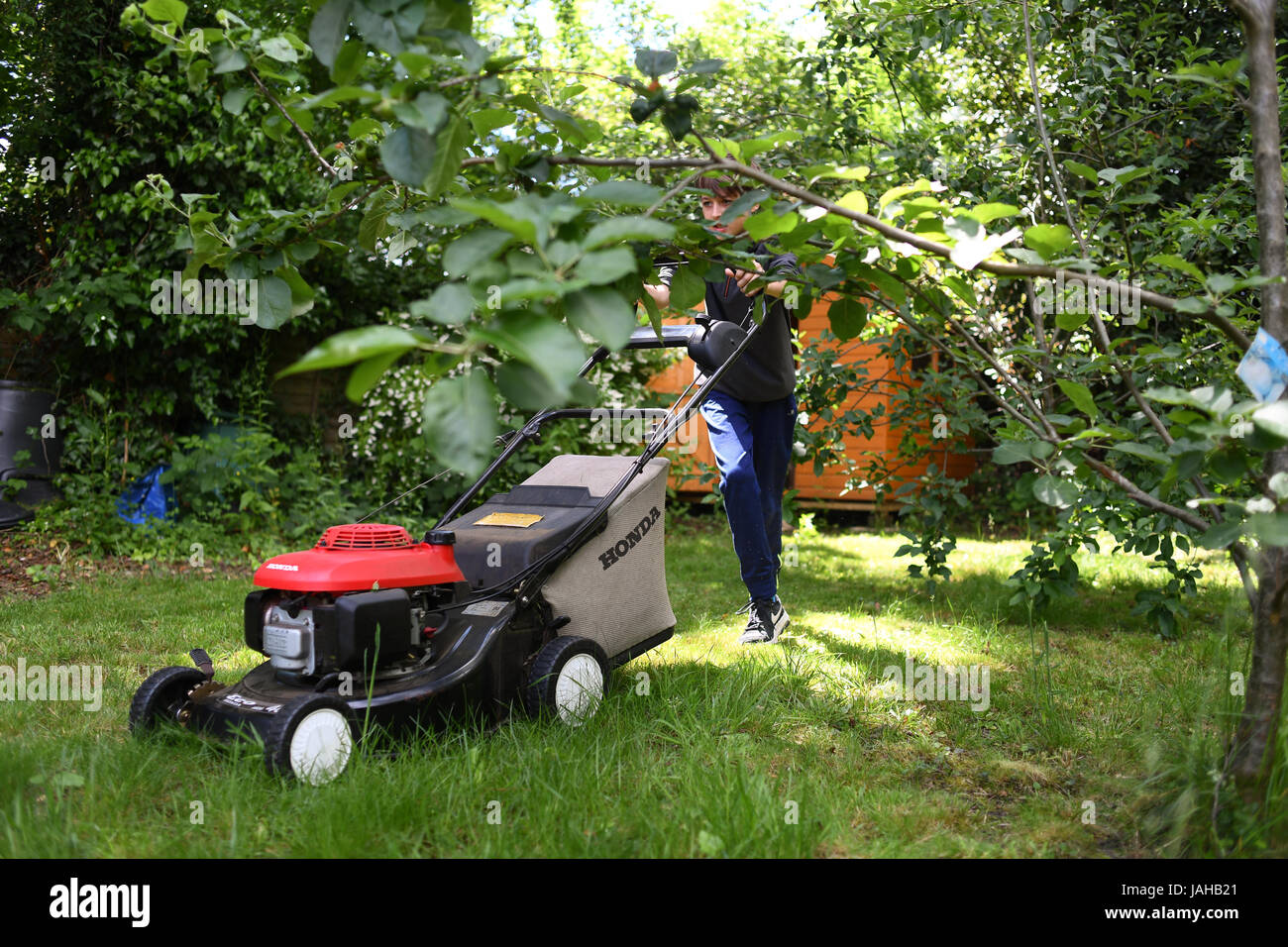 A young Boy cuts the grass in the garden as part of his chores for pocket money Stock Photo