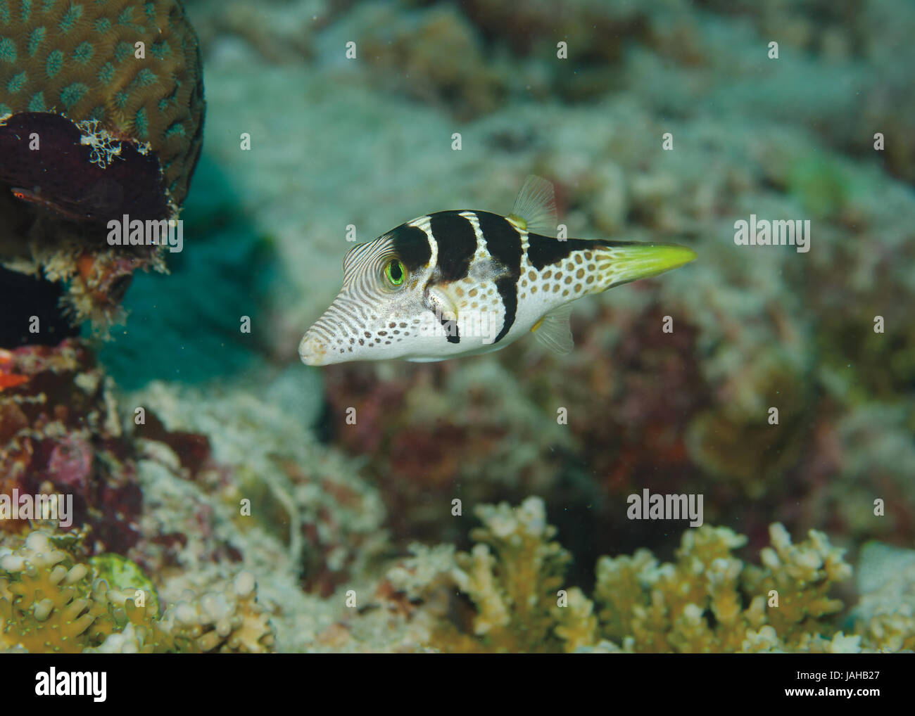 Black-saddled Puffer, Canthigaster valentini, on coral reef in Maldives, Indian Ocean Stock Photo