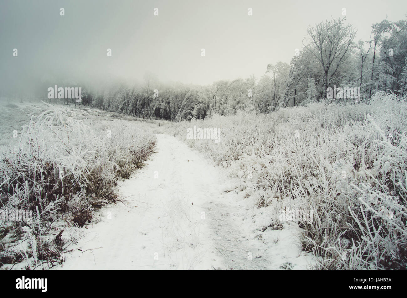 winter forest with road in nature Stock Photo - Alamy