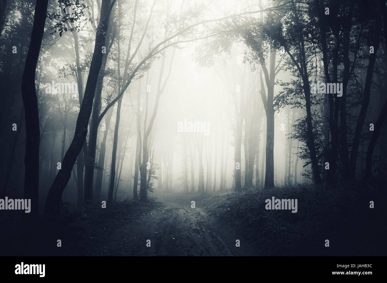 Fantasy forest background. Trees and woods road in fog, Halloween landscape Stock Photo